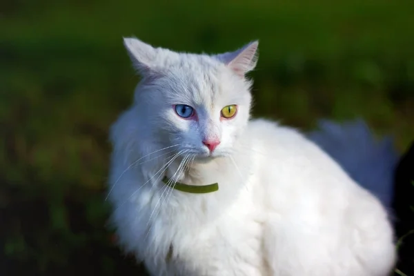 A cat with complete heterochromia Stock Image