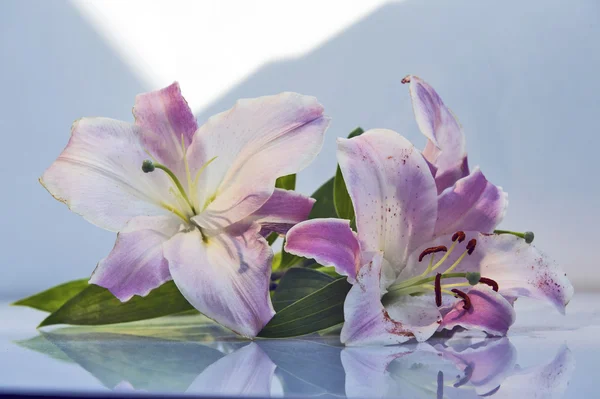 Un giglio pasquale — Foto Stock