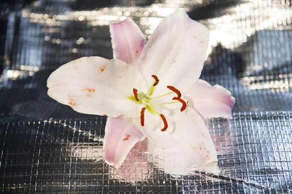 En påsk Lilja — Stockfoto