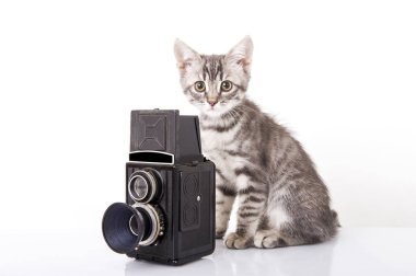 Beyaz zemin üzerinde bir kamera ile kedi