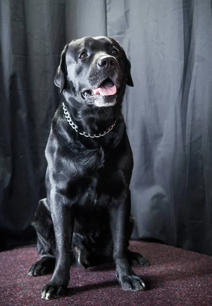 Black Labrador Dog Portrait — Stock Photo, Image