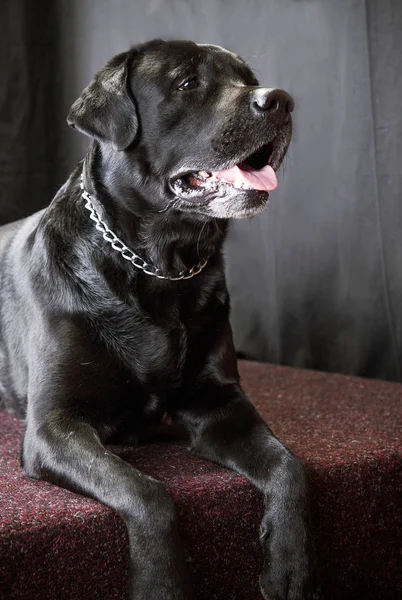 Retrato Perro Labrador Negro —  Fotos de Stock