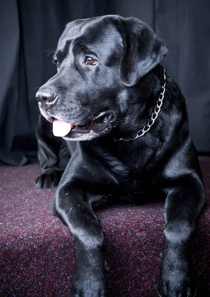 Black Labrador Dog Portrait — Stock Photo, Image