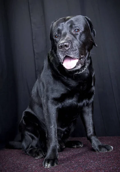 Black Labrador Dog Portrait — Stock Photo, Image