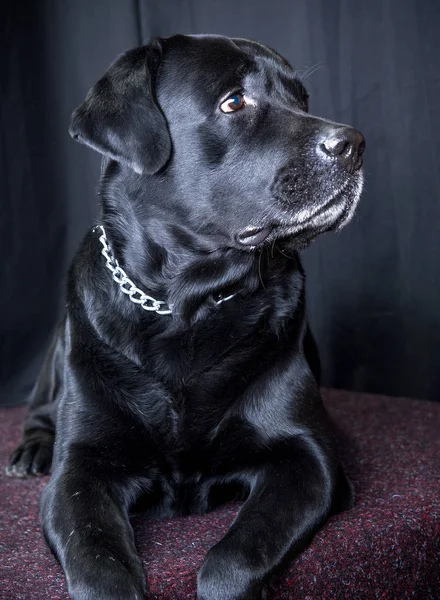 Black Labrador Dog Portrait — Stock Photo, Image