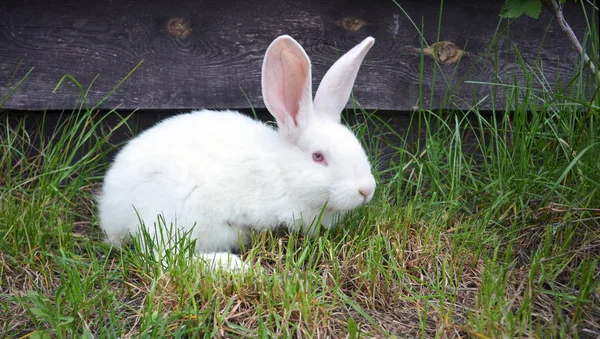 Conejo Blanco Una Hierba Verde Imágenes de stock libres de derechos