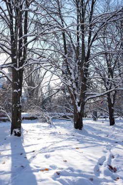 Kış manzara orman ve bir patika ile