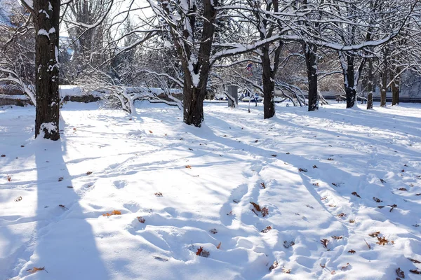 Winterlandschap met het bos en een voetpad — Stockfoto