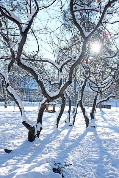 Vinterlandskap med skogen och en gångstig — Stockfoto