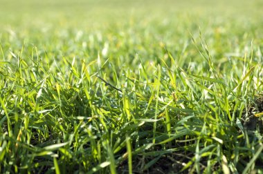 Yeşil çim çayır portre 