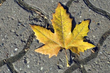 Yerdeki sarı yaprak