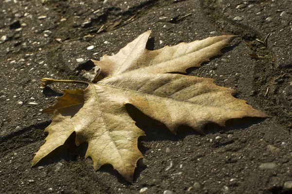 Gelbes Blatt auf dem Boden — Stockfoto