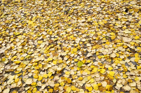 Hintergrund der gelben Blätter im Park — Stockfoto