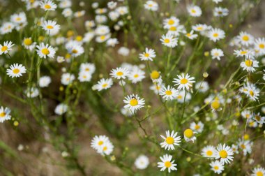 Papatya çiçeği çayırda detay
