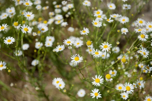 Papatya çiçeği çayırda detay