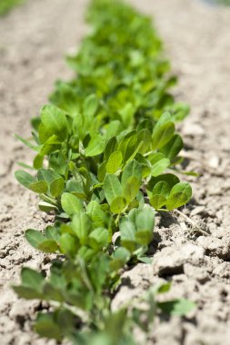 Alan alanında lahanası bitkilerin