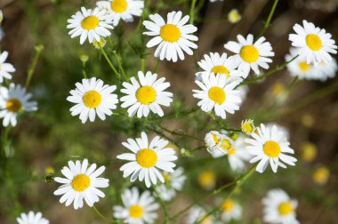 Papatya çiçeği çayırda detay