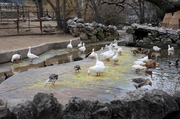 Černé a bílé labutě plavání v jezeře — Stock fotografie