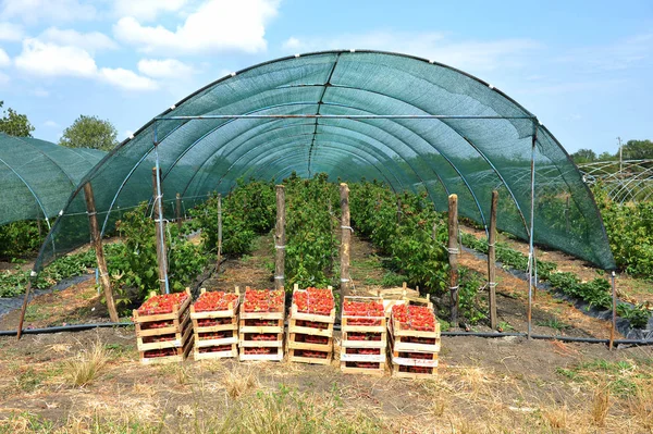 Färska plockade röda jordgubbar i en trälåda framför gree — Stockfoto
