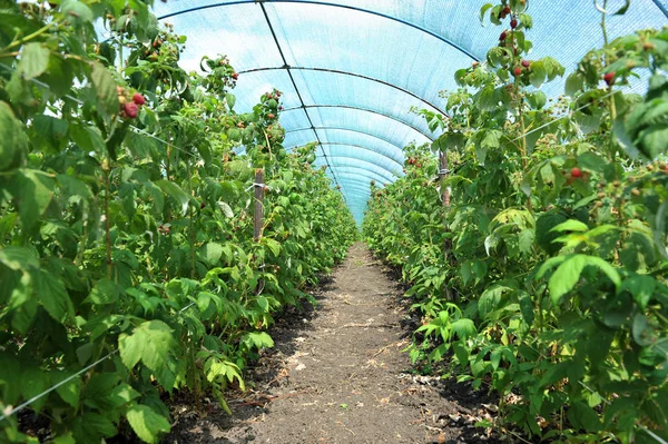 Framboises dans une serre — Photo