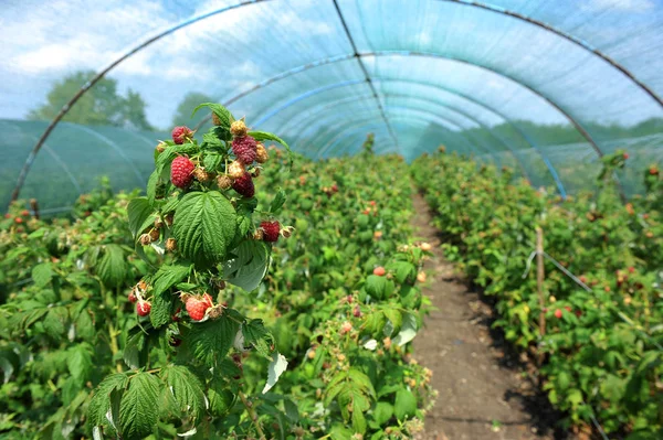 Raspberry plants in a greenhouse