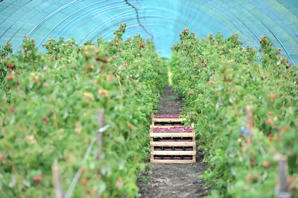 Fraises fraîches cueillies dans le panier à l'intérieur de la serre — Photo