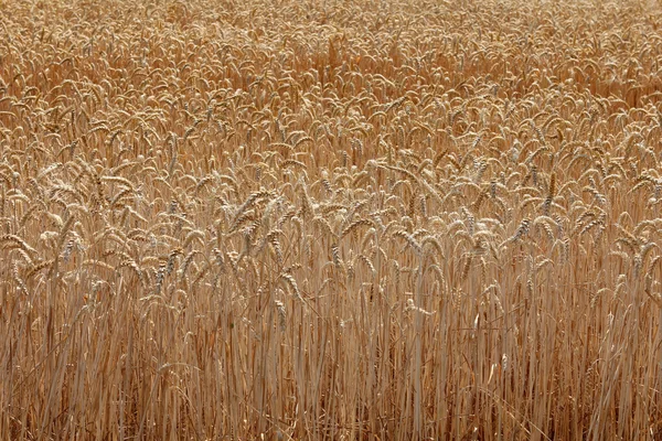 Large field of ripe wheat — Stock Photo, Image