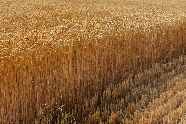 熟した小麦の大規模なフィールド — ストック写真