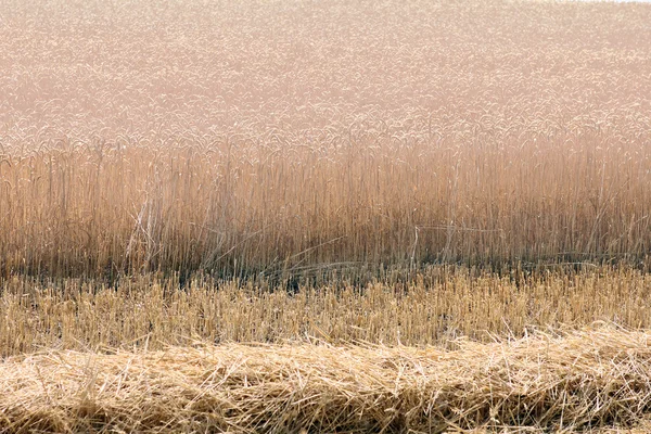 Gran campo de trigo maduro —  Fotos de Stock