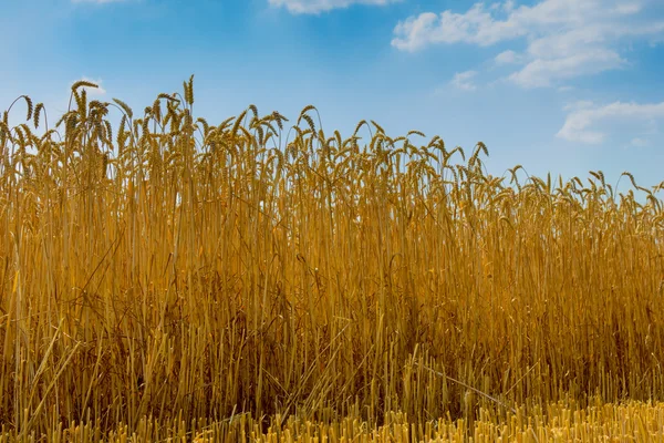 Pšenice a obloha — Stock fotografie