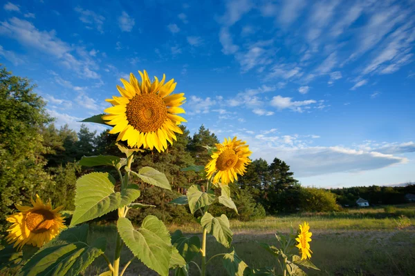 Paisaje de verano con girasoles —  Fotos de Stock