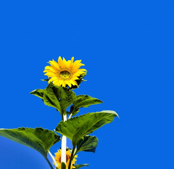 Girassol jovem contra o céu — Fotografia de Stock