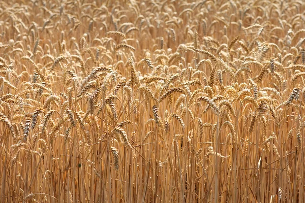 熟した小麦の大規模なフィールド ストック画像