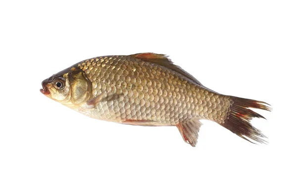 Crucian sazan balık beyaz arka plan üzerinde