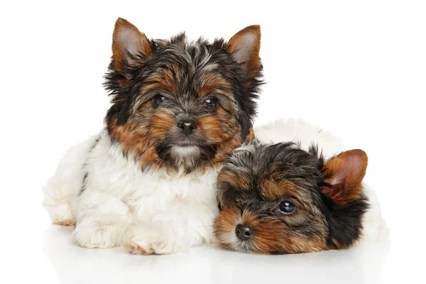 Biewer Yorkshire terrier puppies — Stock Photo, Image