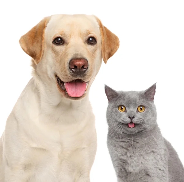 Gato e cão juntos — Fotografia de Stock