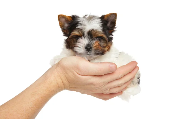 Biewer York puppy in hand — Stock Photo, Image