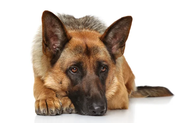 German shepherd dog lying — Stock Photo, Image