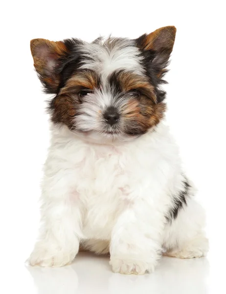 Biewer York puppy — Stock Photo, Image