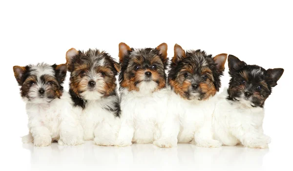 Grup Biewer Yorkie Puppies — Stok fotoğraf