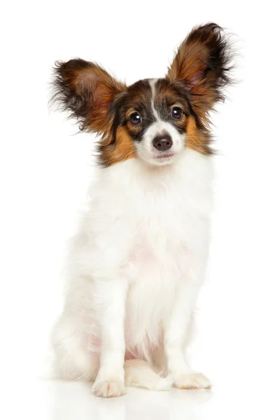 Chien Papillon Images Libres De Droit Photos De Chien Papillon Depositphotos Chien Papillon Images Libres De Droit Photos De Chien Papillon Depositphotos