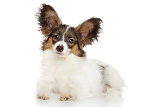 Fotos De Perro Papillon De Stock Perro Papillon Imagenes Libres De Derechos Depositphotos Fotos De Perro Papillon De Stock Perro Papillon Imagenes Libres De Derechos Depositphotos