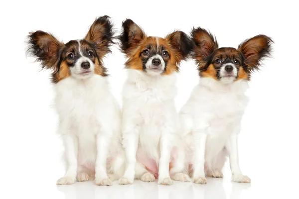 Grup Papillon köpek yavrusu — Stok fotoğraf