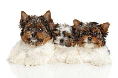 Biewer Yorkshire terrier yavruları