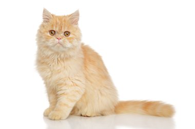 Persian cat on white clipart