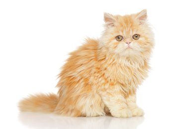 Genç Farsça kedi