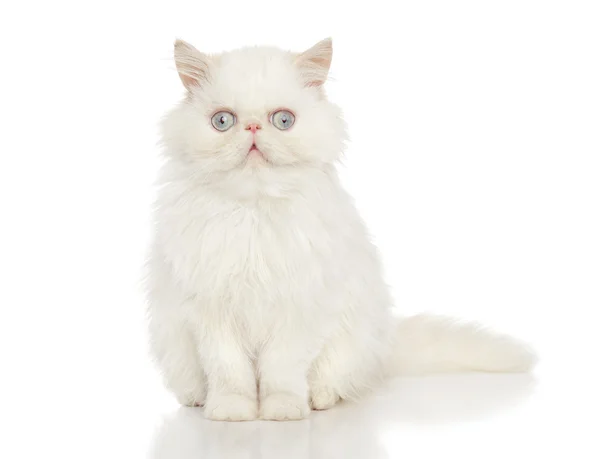 White Persian cat — Stock Photo, Image