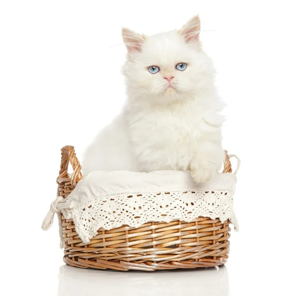 Chat persan dans le panier — Photo