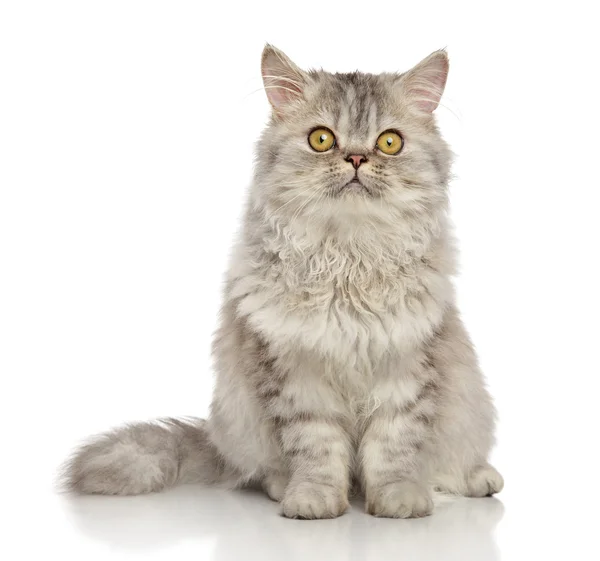 Gato persa em branco — Fotografia de Stock