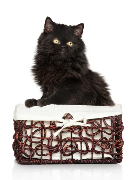 Persian cat in basket — Stock Photo, Image